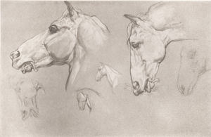 Heads of Horses